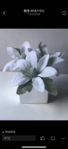 Italian rose Specification image